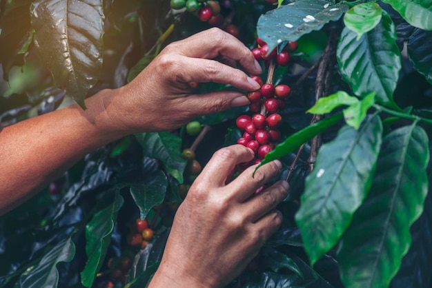 Man Hands harvest coffee bean ripe Red berries plant fresh seed coffee tree growth in green eco organic farm Close up hands harvest red ripe coffee seed robusta arabica berry harvesting coffee farm