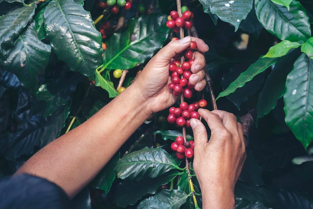 남자 손 수확 커피 콩 익은 빨간 열매 식물 신선한 씨앗 커피 나무 녹색에서 성장 에코 유기농 농장을 닫습니다 손 수확 빨간색 익은 커피 씨앗 로부스타 아라비카 베리 수확 커피 농장