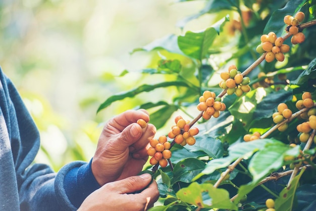 사진 남자 손 수확 커피 콩 익은 빨간 열매 식물 신선한 씨앗 커피 나무 녹색에서 성장 에코 유기농 농장을 닫습니다 손 수확 빨간색 익은 커피 씨앗 로부스타 아라비카 베리 수확 커피 농장