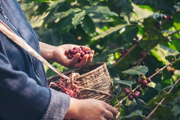 사진 남자 손 수확 커피 콩 익은 빨간 열매 식물 신선한 씨앗 커피 나무 녹색에서 성장 에코 유기농 농장을 닫습니다 손 수확 빨간색 익은 커피 씨앗 로부스타 아라비카 베리 수확 커피 농장