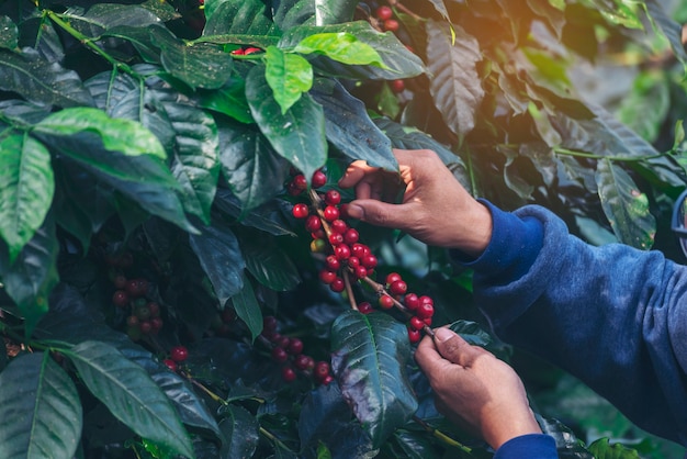 Man Hands oogst koffieboon rijpe rode bessen planten vers zaad koffie boom groei in groene eco biologische boerderij. Close-up handen oogst rode rijpe koffie zaad robusta arabica bessen oogst koffie boerderij