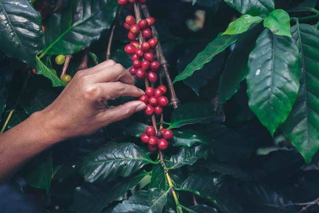 Man Hands oogst koffieboon rijpe rode bessen planten vers zaad koffie boomgroei in groen biologisch