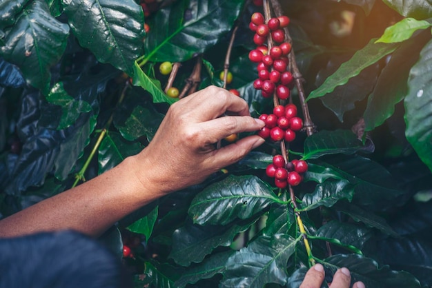 Man Hands oogst koffieboon rijpe rode bessen planten verse koffie boom groei in groene boerderij