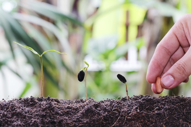 Man hands planting seeds into the ground.