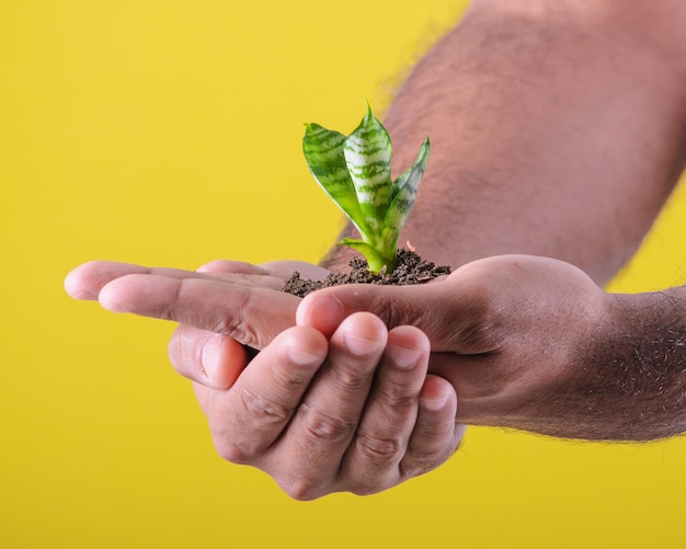 小さな植物を示す男の手