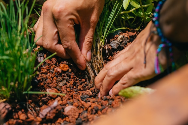 Man hands sowing homemade hydroponics