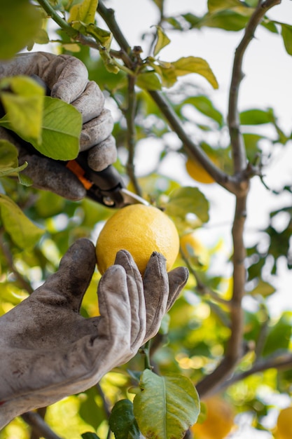 Man hands with dirty work gloves and pruning shears picking lemons