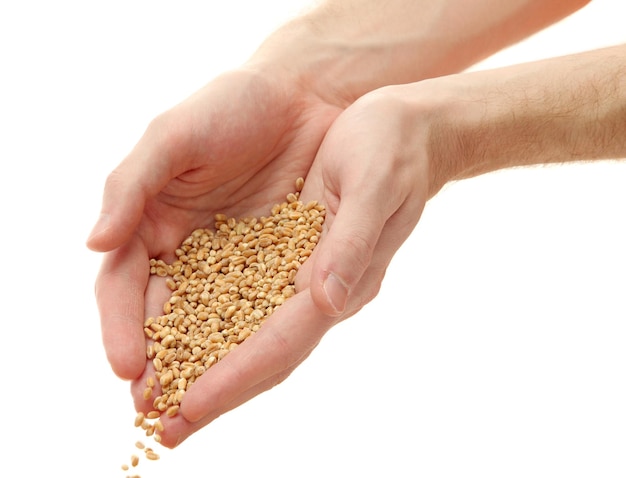 Man hands with grain isolated on white