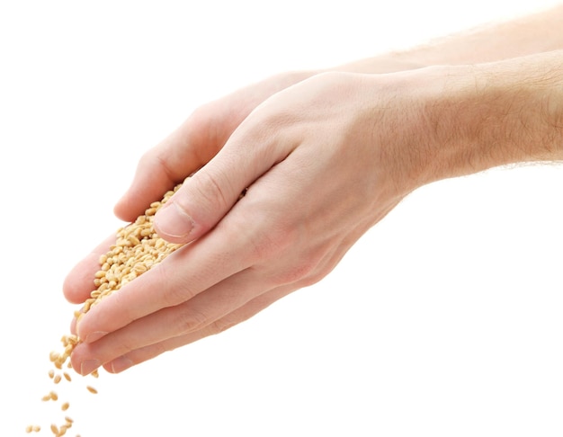 Man hands with grain isolated on white