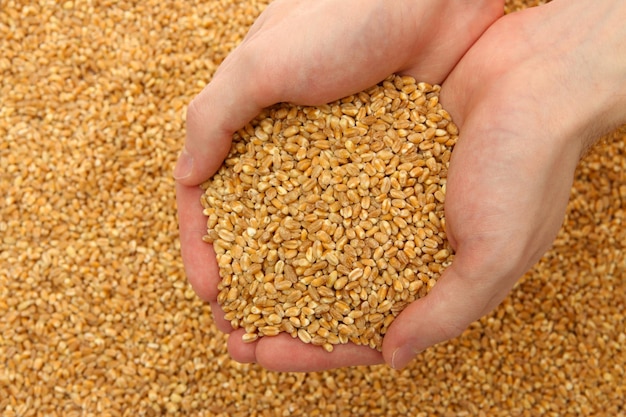 Man hands with grain on wheat background