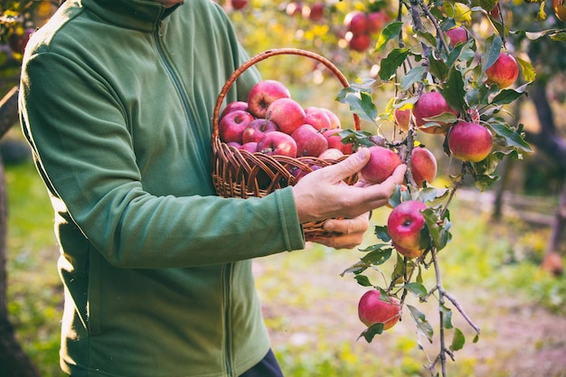 Мужчина собирает красные яблоки в саду