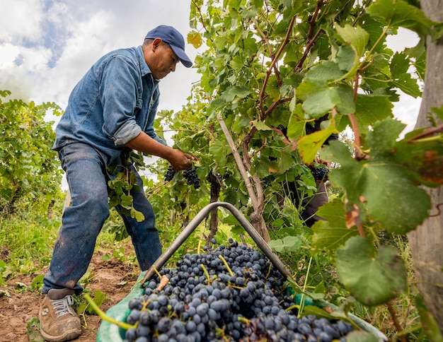 Человек, собирающий урожай в винограднике