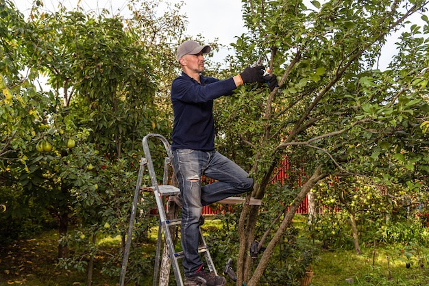 A man harvests apples takes care of the trees and waters them