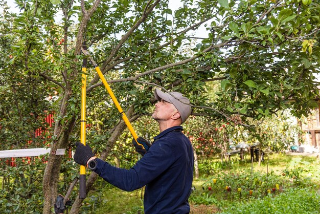 Photo a man harvests apples takes care of the trees and waters them