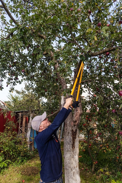 Foto un uomo raccoglie mele si prende cura degli alberi e li innaffi