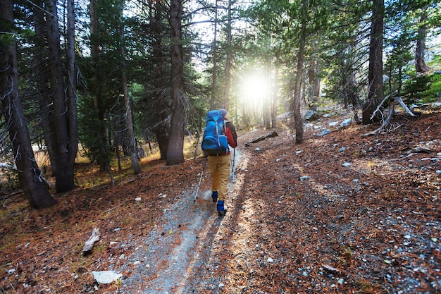 Uomo che fa un'escursione baia il sentiero nella foresta