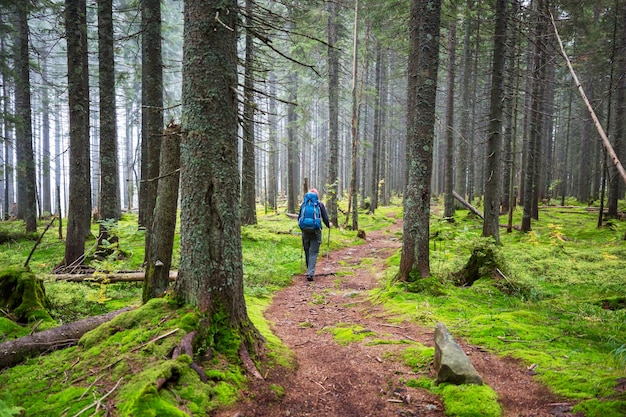 Man hiking bay the trail in the forest.Nature leisure hike outdoor