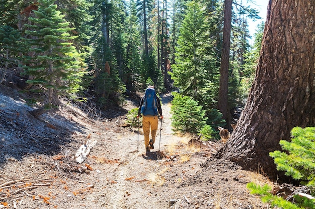 Uomo che fa un'escursione baia il sentiero nella foresta.