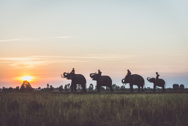 Uomo ed il suo elefante in tailandia del nord