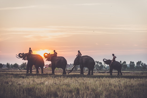 Man and his elephant in northern thailand