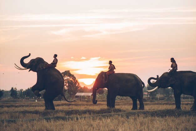 Uomo ed il suo elefante in tailandia del nord