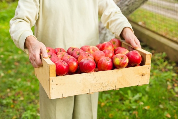 Man hold big box with beautiful clean apple in garden