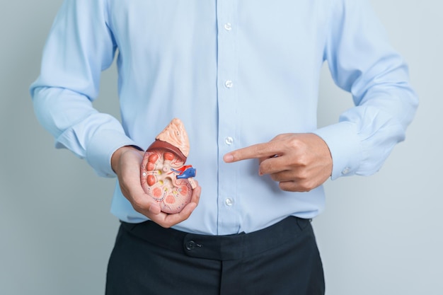 Man holding Anatomical human kidney Adrenal gland model disease of Urinary system and Stones Cancer world kidney day Chronic kidney and Organ Donor Day concept