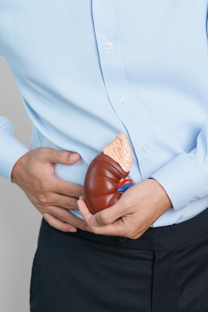 Man holding Anatomical human kidney Adrenal gland model disease of Urinary system and Stones Cancer world kidney day Chronic kidney and Organ Donor Day concept
