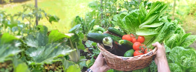 Photo man holding a basket filled with freshly picked seasonal vegetables in the garden