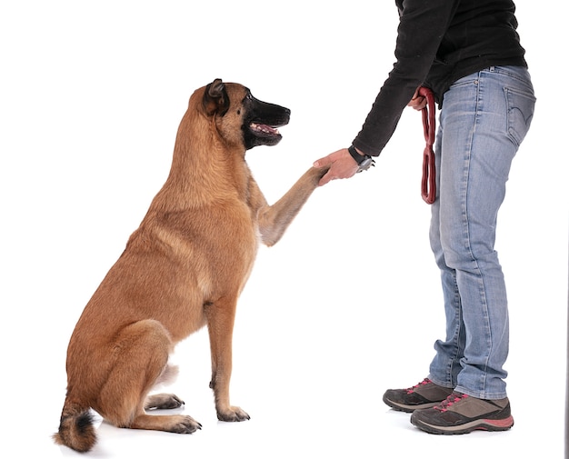 man holding Belgian shepherd's paw