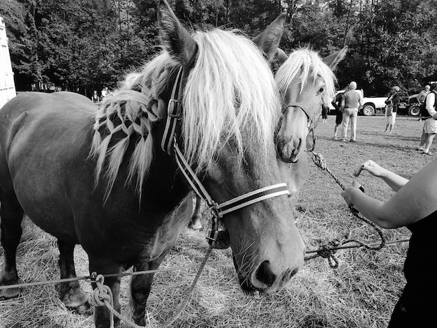 Foto uomo che tiene la brida di un cavallo