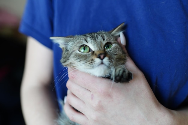 A man holding a cat with a blue shirt on.