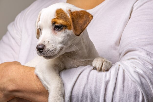 かわいい子犬ジャックラッセルを手に持っている男