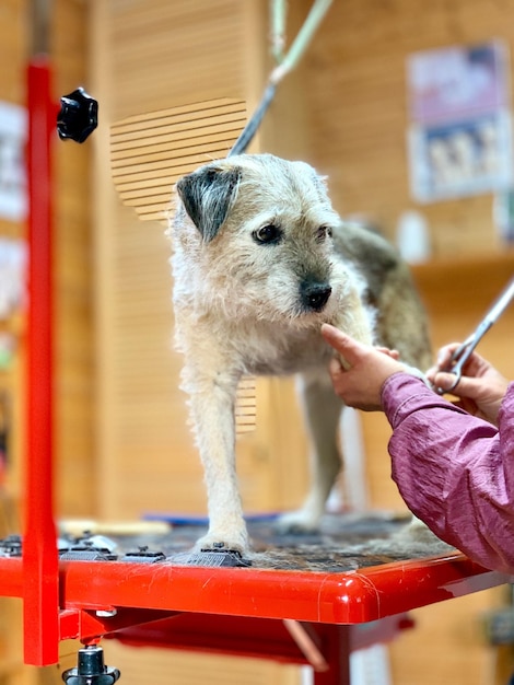 Foto uomo che tiene il cane