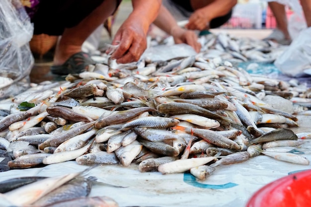 市場で魚を売る男