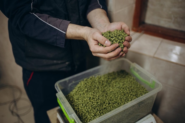 Man holding fresh green hops closeup Beer production