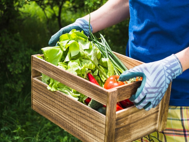 写真 新鮮な有機野菜を箱に入れている男