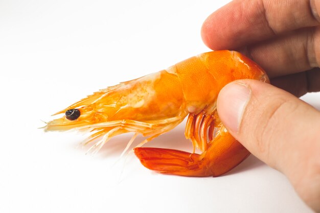 Photo man holding  fresh shrimp or prawn on white background.
close up photo.