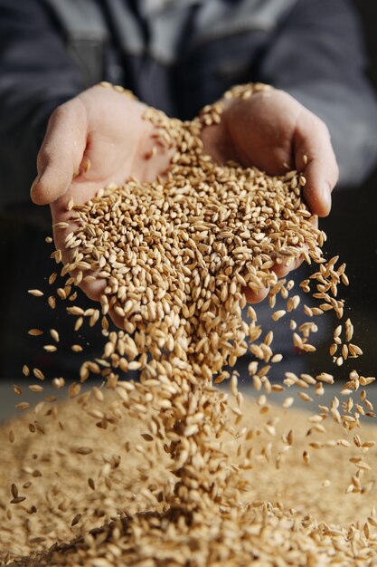 Man holding grains of malt in hands.