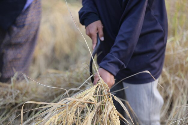 Man holding grass on field