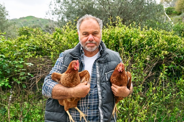 Man holding hens in his hands in the farm Freegrazing domestic hen on a traditional free range poultry organic farm