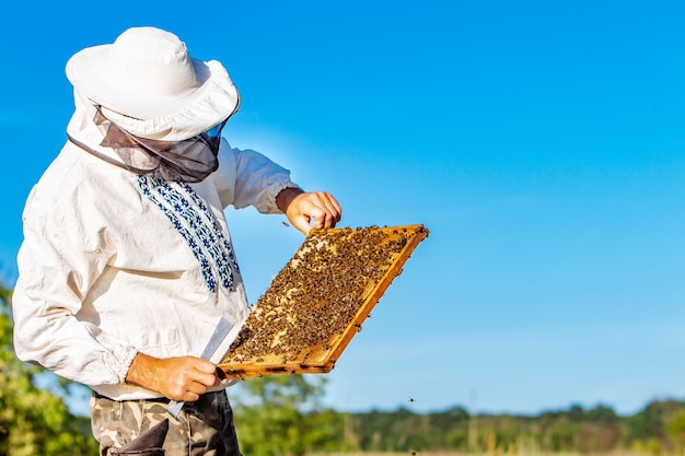 Man holding a honeycomb with bees. beekeeper inspecting and examining honeycomb frame at apiary at the summer day. man working in apiary. apiculture. beekeeping concept. bees in the hive
