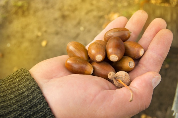 Man holding in the palm of acorns that have fallen from oak