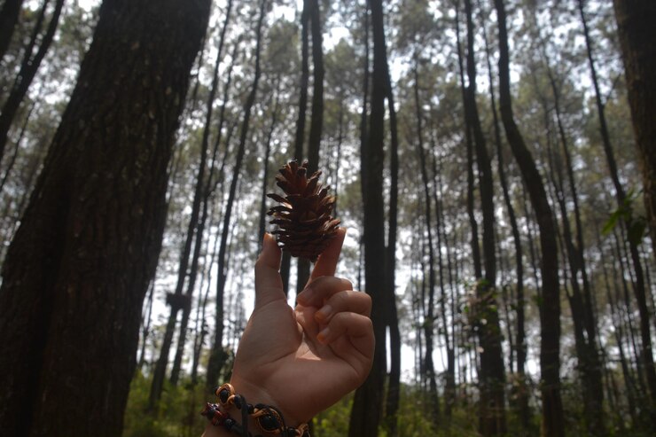 Photo man holding pine cone against trees