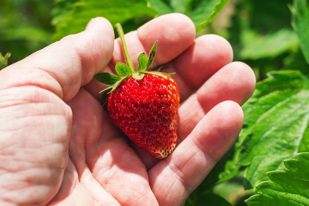 Man holding a ripe strawberry in his hand