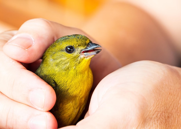 Man holding a small bird in his hands a giving reiki