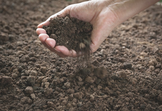 The man holding soil in the hands for planting.