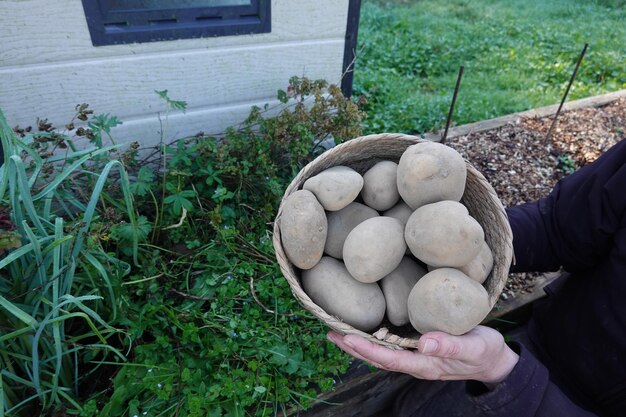 写真 家族の野菜園から新しく収したジャガイモをまとめたワイカーのバスケットを持った男