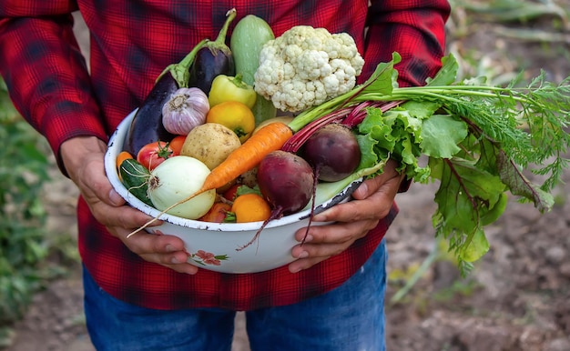 A man holds a bowl of fresh vegetables from the farm in his hands. Nature. Selective focus