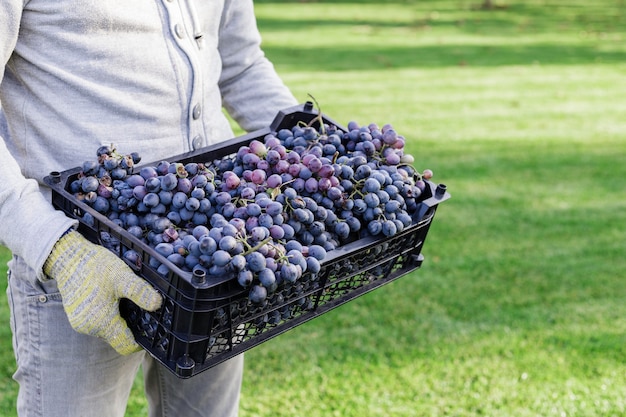 Man holds box of Ripe bunches of black grapes outdoors. Autumn grapes harvest in vineyard ready to delivery for wine making.